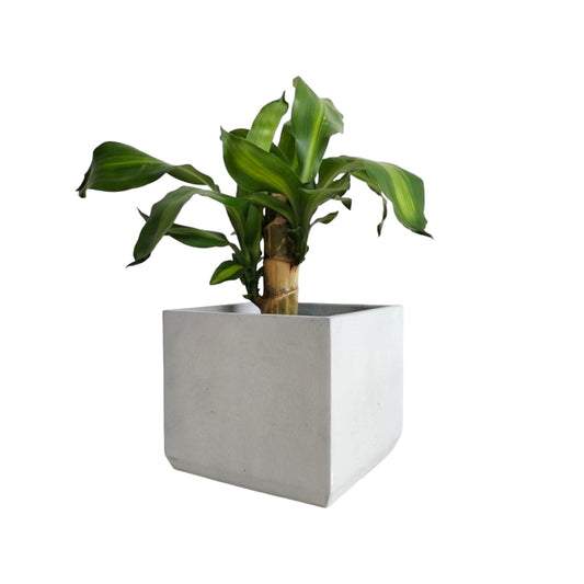 Matera Eloisa en cemento 15x15 cm Gris