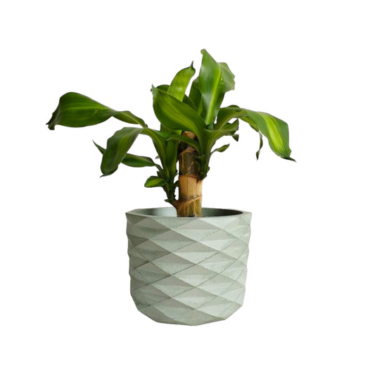 Matera Carlota Petty de Cemento 12.5x15 cm Verde Oliva