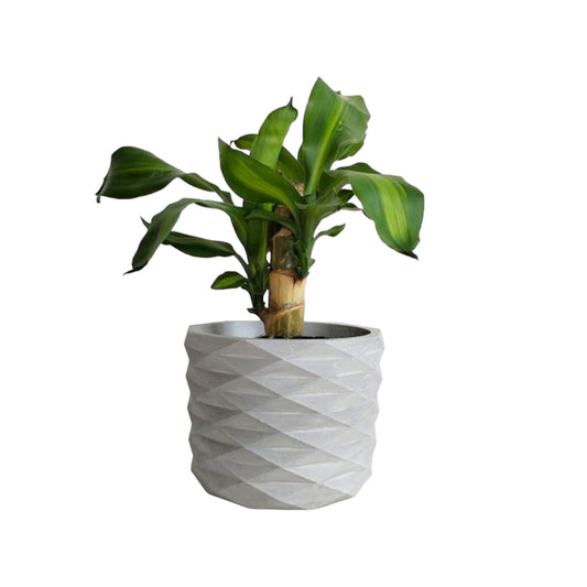 Matera Carlota Petty de Cemento 12.5x15 cm Gris