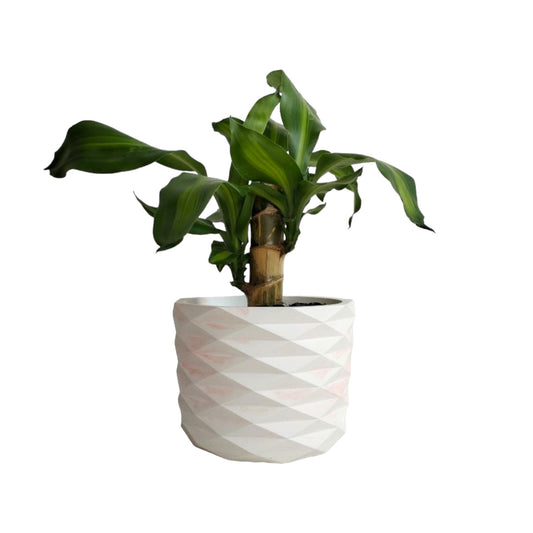 Matera Carlota Petty de Cemento 12.5x15 cm Marmól Rosa