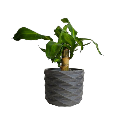 Matera Carlota Petty de Cemento 12.5x15 cm Oscuro