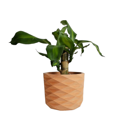 Matera Carlota Petty de Cemento 12.5x15 cm Terracota