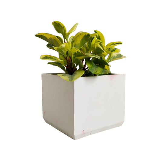 Matera Eloisa en cemento 15x15 cm Mármol rosa