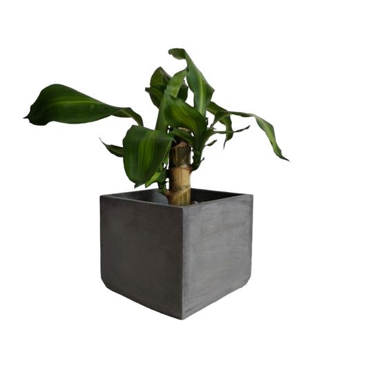 Matera Eloisa en cemento 15x15 cm Oscuro