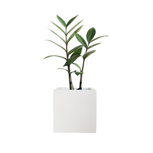 Matera Eloisa Petty en cemento 10x10 cm Blanco