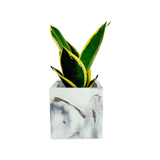 Matera Eloisa Petty en cemento 10x10 cm Mármol Negro