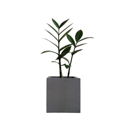 Matera Eloisa Petty en cemento 10x10 cm Oscuro