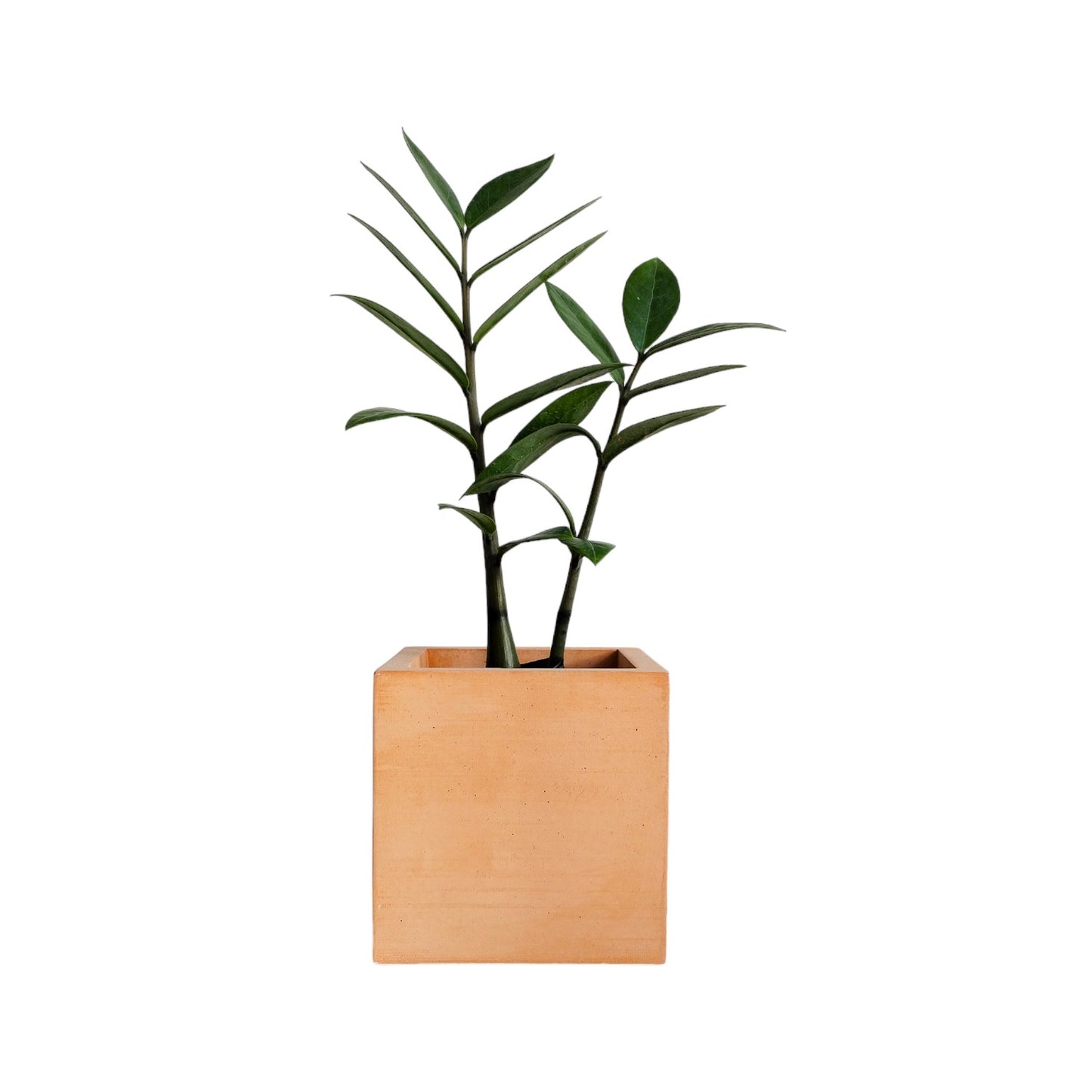 Matera Eloisa Petty en cemento 10x10 cm Terracota
