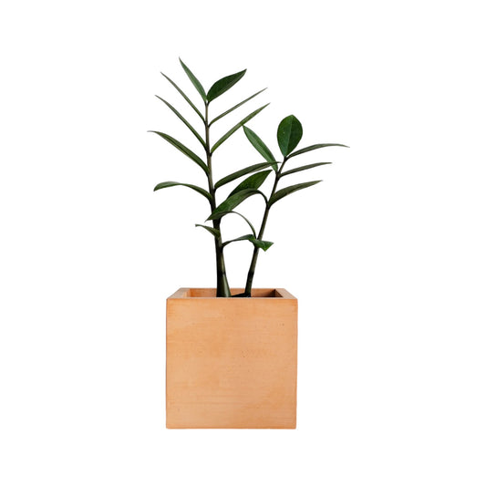 Matera Eloisa Petty en cemento 10x10 cm Terracota