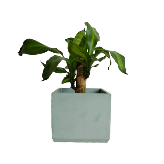 Matera Eloisa en cemento 15x15 cm Oliva