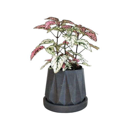 Matera Lirio en cemento 10x10.5x11.5 cm Oscuro