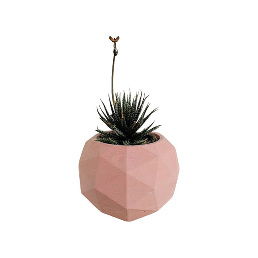 Matera Laia de Cemento 7.5x6.5 cm Palo de Rosa