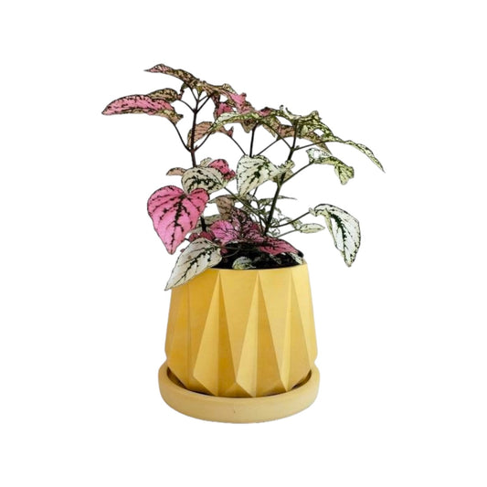 Matera Lirio en cemento 10x10.5x11.5 cm Amarillo