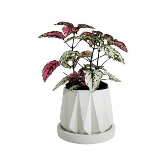 Matera Lirio en cemento 10x10.5x11.5 cm Blanco