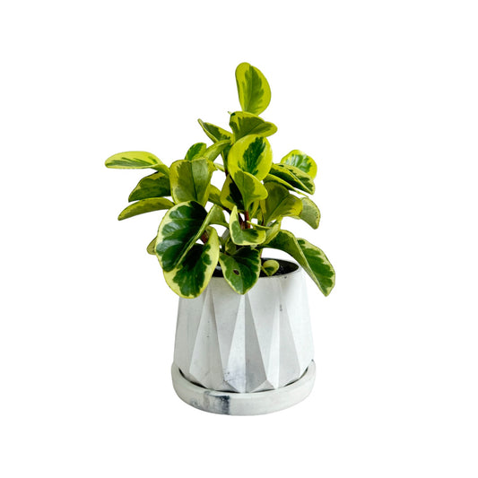 Matera Lirio en cemento 10x10.5x11.5 cm Mármol Negro