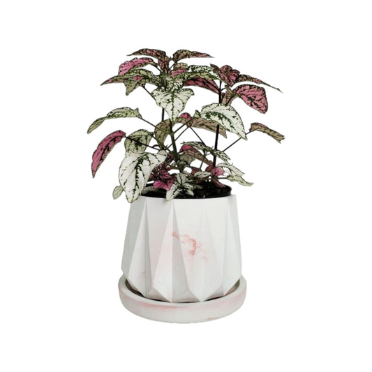 Matera Lirio en cemento 10x10.5x11.5 cm Mármol Rosa