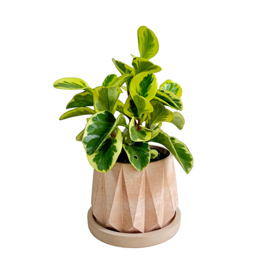 Matera Lirio en cemento 10x10.5x11.5 cm Nude