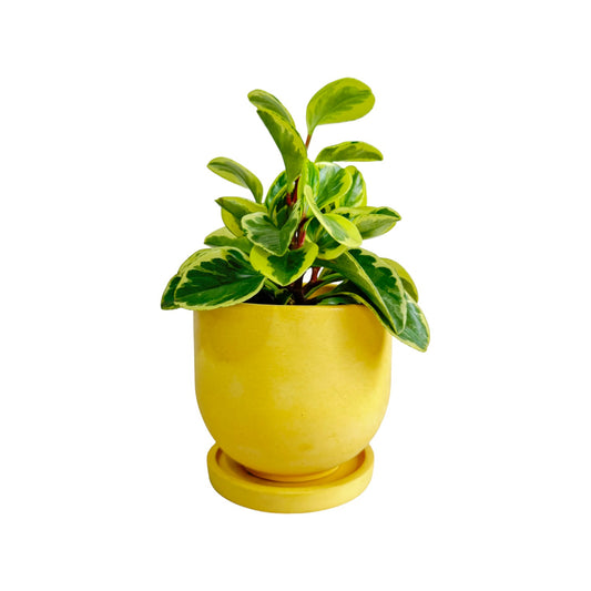 Matera María en cemento 13x15x cm Amarillo