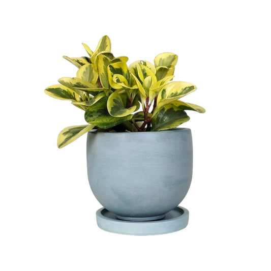 Matera María en cemento 13x15x cm Petróleo