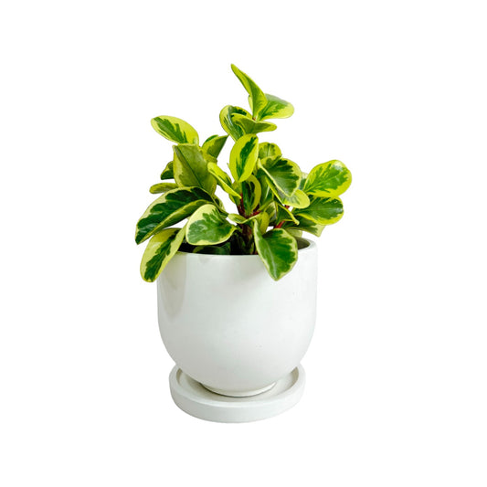 Matera María en cemento 13x15x cm Blanco