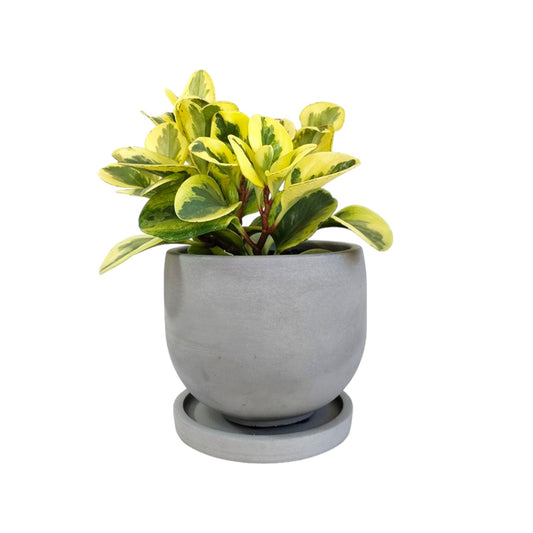 Matera María en cemento 13x15x cm Gris