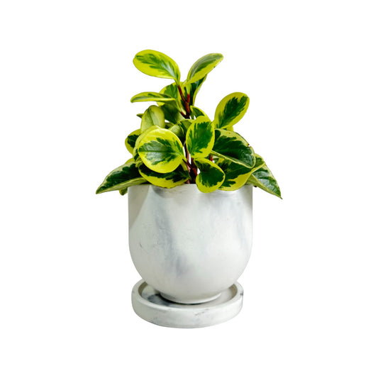 Matera María en cemento 13x15x cm Mármol negro