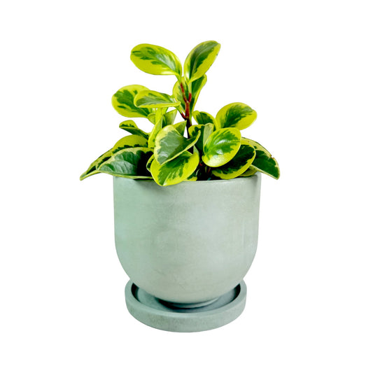 Matera María en cemento 13x15x cm Oliva