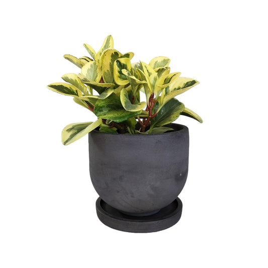 Matera María en cemento 13x15x cm Oscuro