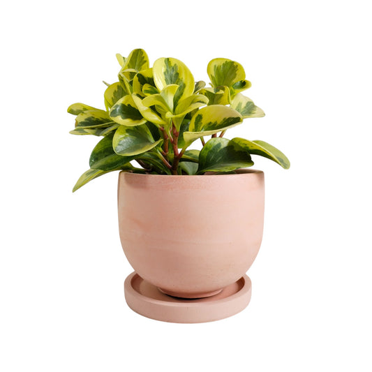 Matera María en cemento 13x15x cm Palo de rosa