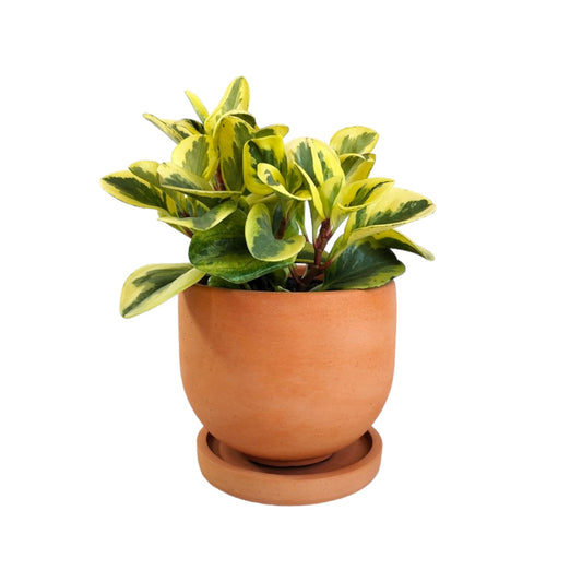 Matera María en cemento 13x15x cm Terracota