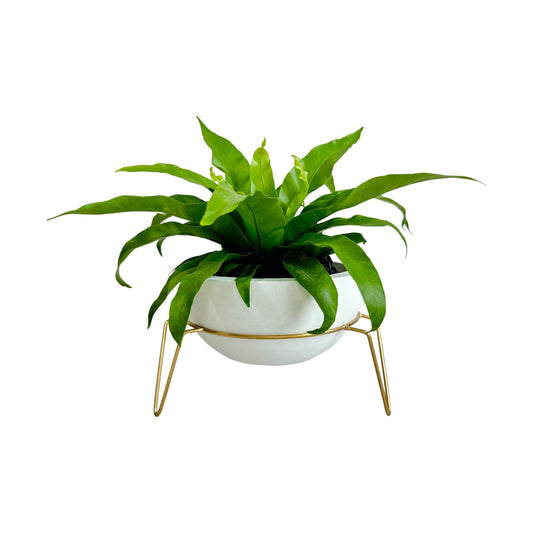 Matera Bowl mediano Álora de cemento 24x11 cm Blanco + Base metalica dorada