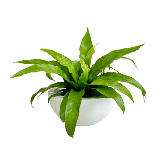 Matera Bowl mediano Álora de cemento 24x11 cm Blanco