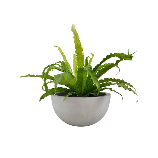 Matera Bowl Álora de cemento 29x14 cm Gris