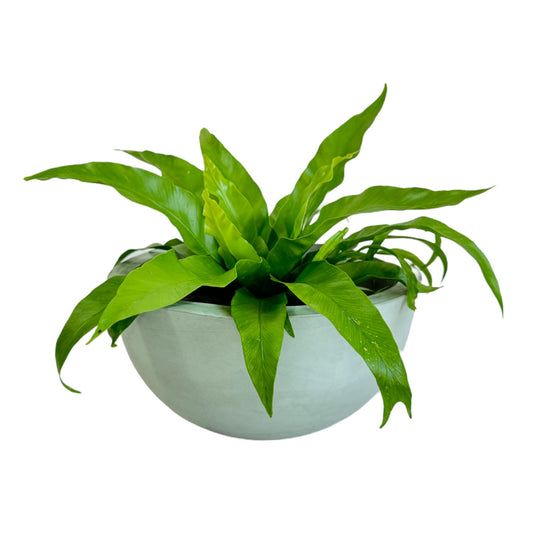 Matera Bowl Álora de cemento 29x14 cm Oliva