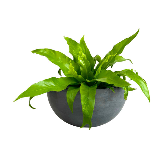 Matera Bowl Álora de cemento 29x14 cm Oscuro