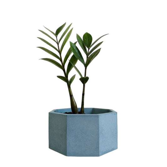 Matera Terrario Hexagonal de Cemento 8.5x18 cm Azul Petróleo