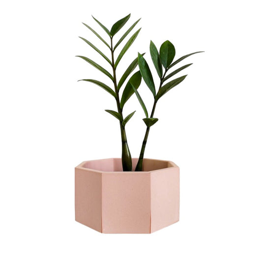 Matera Terrario Hexagonal de Cemento 8.5x18 cm Palo de Rosa