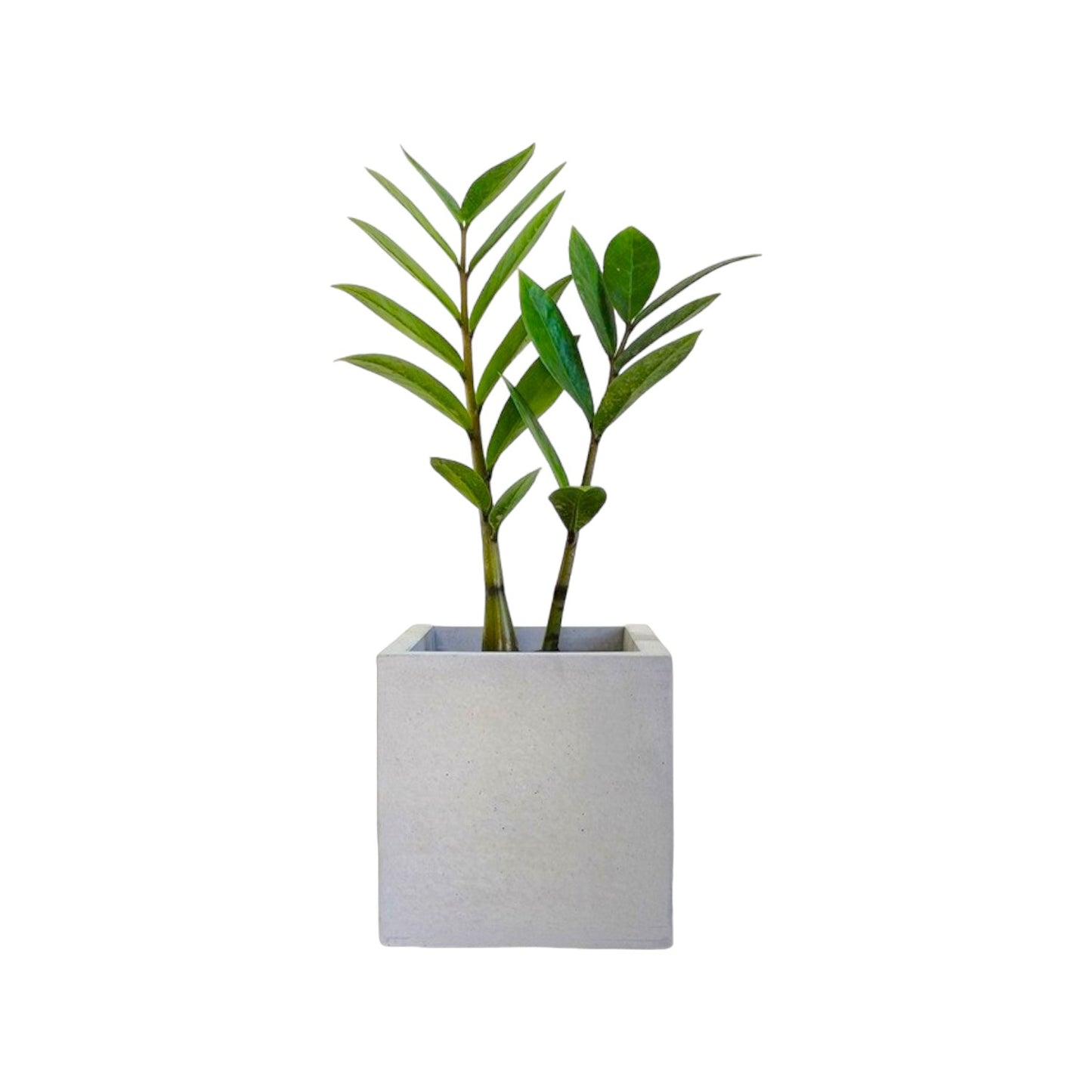 Matera Eloisa Petty en cemento 10x10 cm Gris