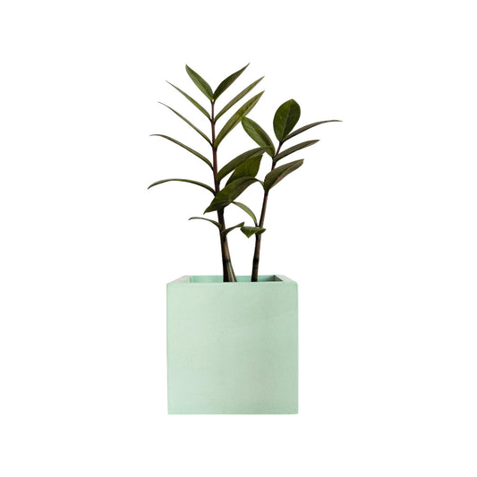 Matera Eloisa Petty en cemento 10x10 cm Menta