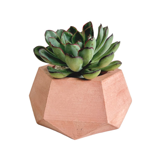 Matera Jade de cemento 10x6.5x14 cm Palo de rosa