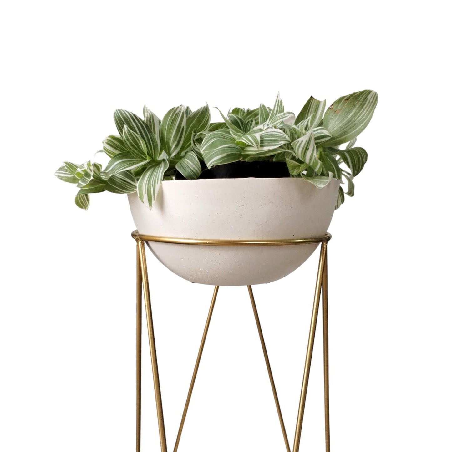 Matera Bowl de Cemento 11x24 cm Blanco + Base Metalica Dorada 60 cm
