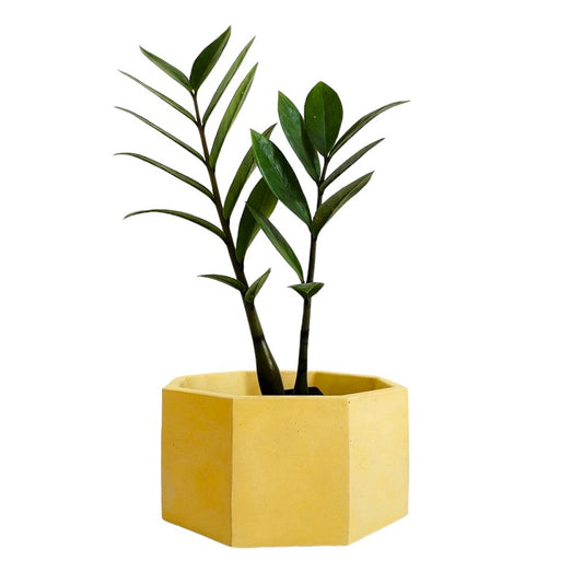 Matera Terrario Hexagonal de Cemento 8.5x18 cm Amarillo